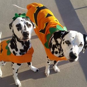 Meet your Posher, Brandi